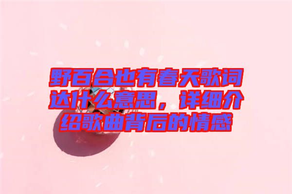 野百合也有春天歌詞達(dá)什么意思，詳細(xì)介紹歌曲背后的情感